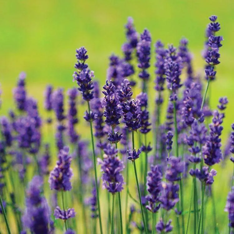 Roll-On Lavender